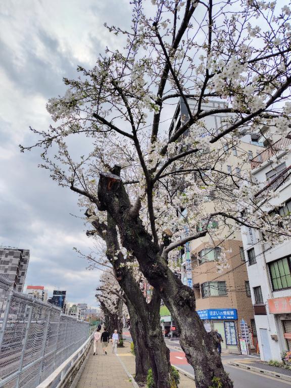 桜｜写メ日記｜たまみ｜鶯谷 一般デリヘル 鶯谷デリヘル倶楽部