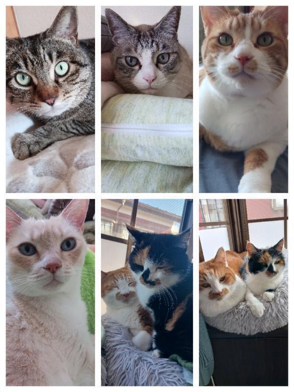 我が家の愛猫🐱｜写メ日記｜ことは｜鶯谷 一般デリヘル 鶯谷デリヘル倶楽部