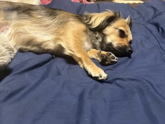 ワンコの調子が💦｜写メ日記｜あゆ｜鶯谷 一般デリヘル 鶯谷デリヘル倶楽部