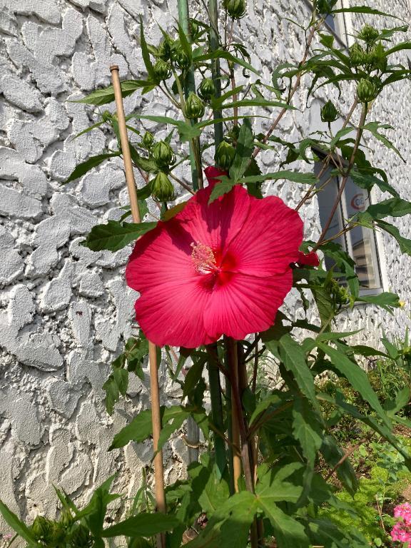 ごめんなさい｜写メ日記｜らら｜鶯谷 一般デリヘル 鶯谷デリヘル倶楽部