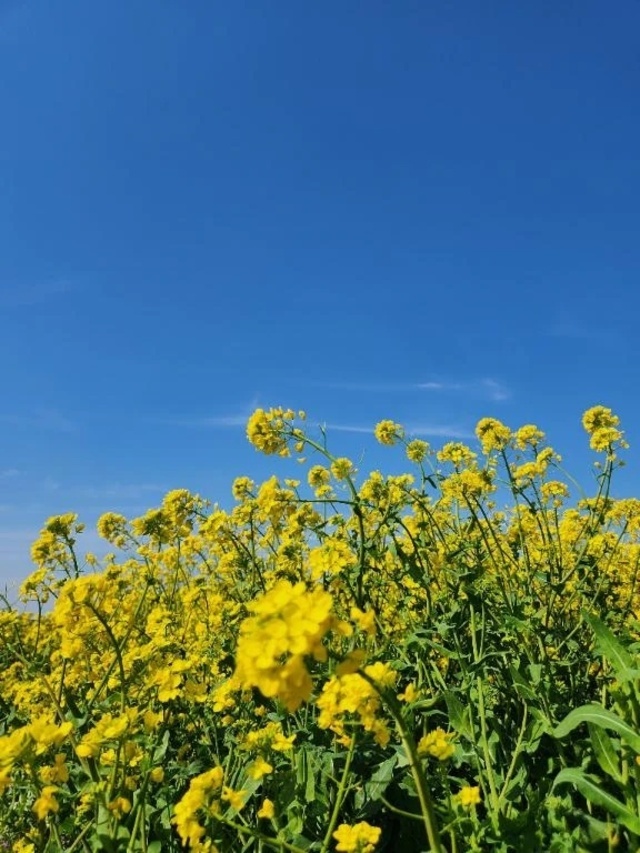 春～｜写メ日記｜ひかり｜鶯谷 一般デリヘル 鶯谷デリヘル倶楽部