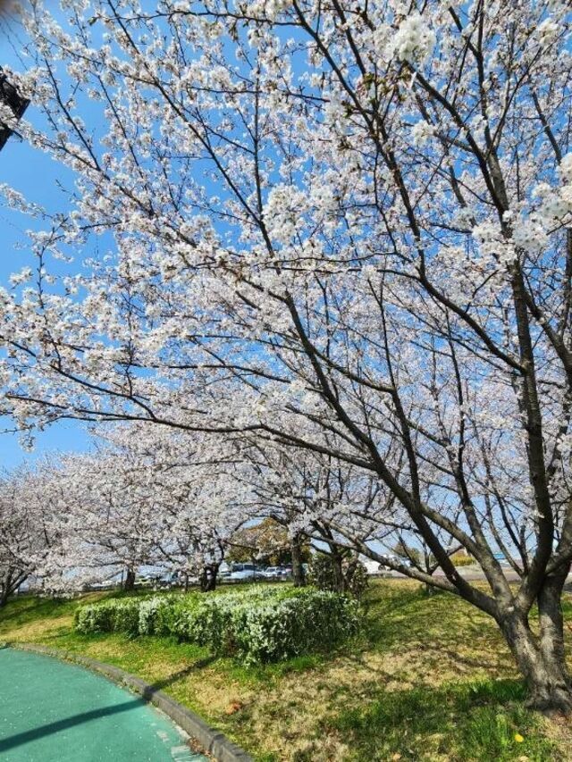 頑張れ🌸｜写メ日記｜ひかり｜鶯谷 一般デリヘル 鶯谷デリヘル倶楽部