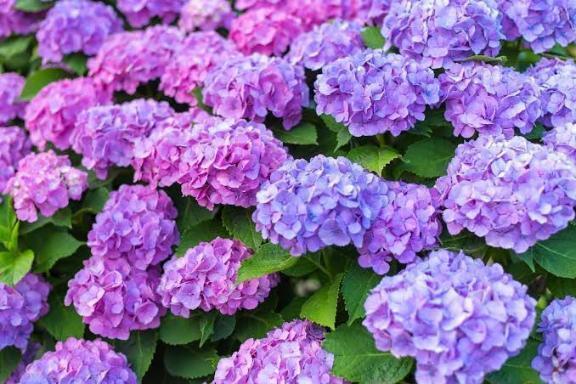 こんばんは｜写メ日記｜あみか｜鶯谷 一般デリヘル 鶯谷デリヘル倶楽部