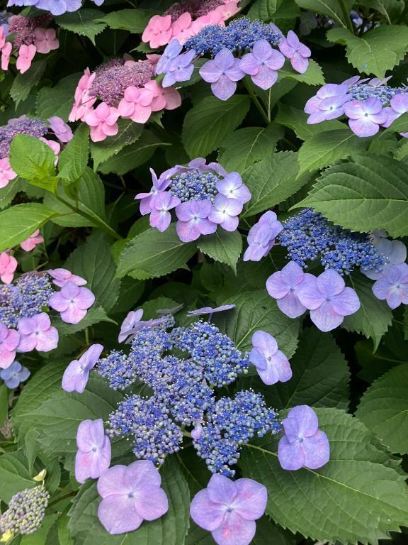 こんにちは｜写メ日記｜あみか｜鶯谷 一般デリヘル 鶯谷デリヘル倶楽部