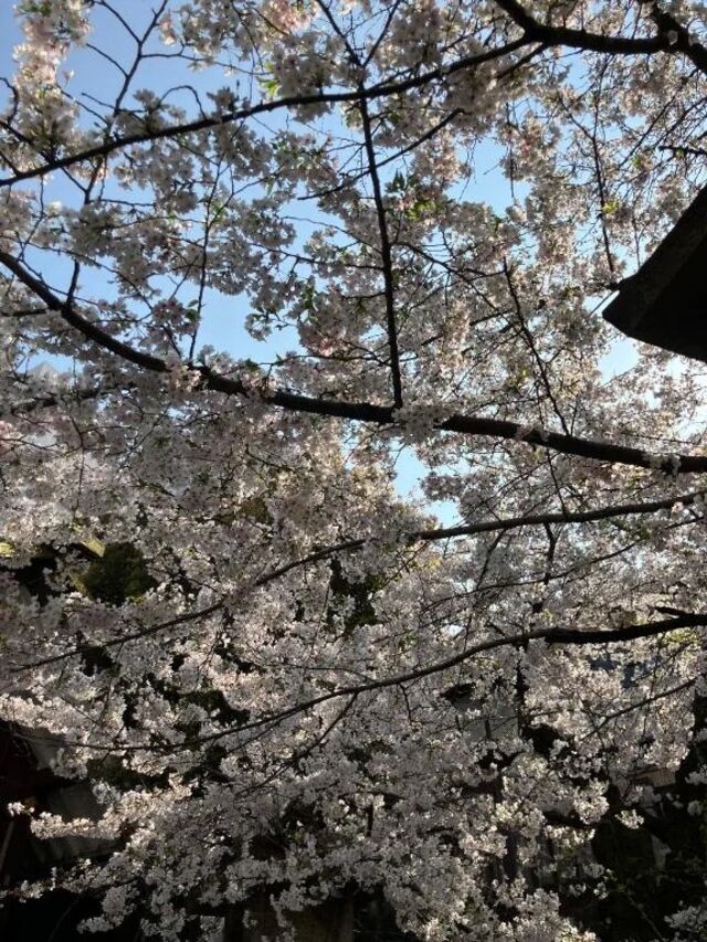 昨日は｜写メ日記｜あみか｜鶯谷 一般デリヘル 鶯谷デリヘル倶楽部