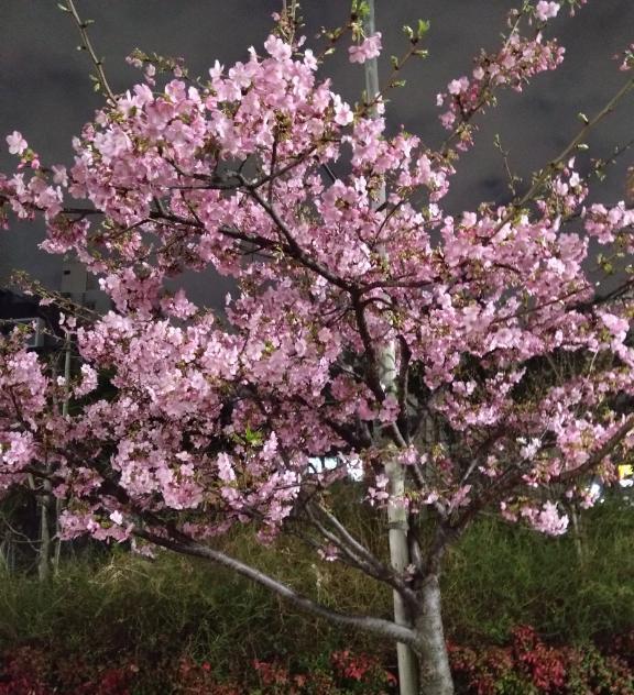 ご予約｜写メ日記｜いろは｜鶯谷 人妻デリヘル みやこ