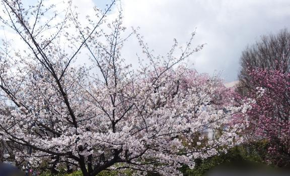桜｜写メ日記｜いろは｜鶯谷 人妻デリヘル みやこ