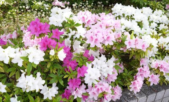 ツツジ｜写メ日記｜いろは｜鶯谷 人妻デリヘル みやこ