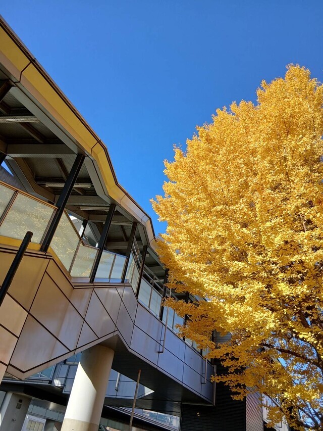 お久しぶりです。｜写メ日記｜しま｜鶯谷 人妻デリヘル みやこ