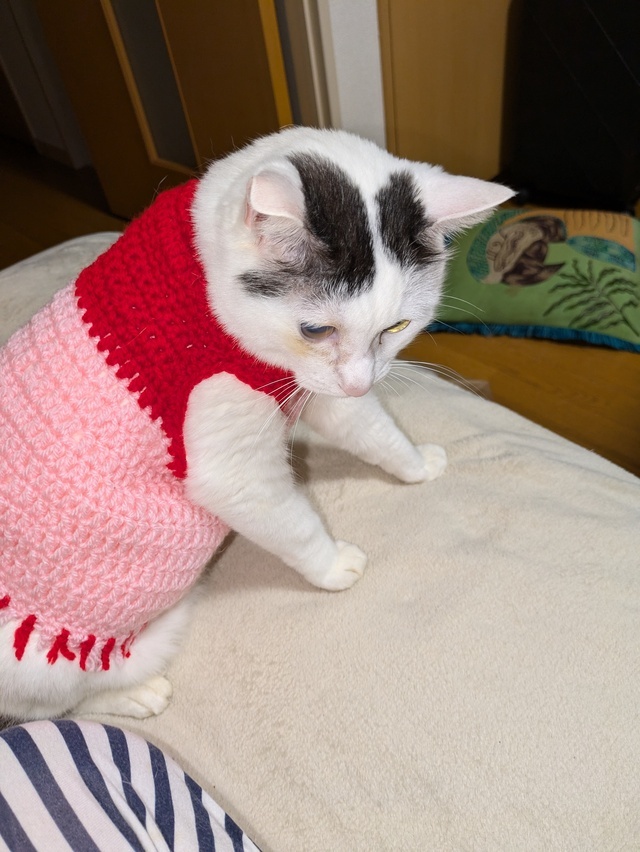 飼い猫にセーター着せてみました｜写メ日記｜すみれ｜鶯谷 人妻デリヘル みやこ