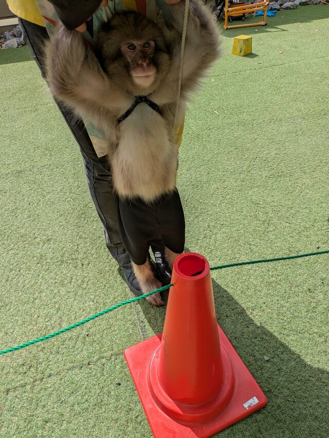 来宮神社のさる廻し田ちゃん｜写メ日記｜すみれ｜鶯谷 人妻デリヘル みやこ
