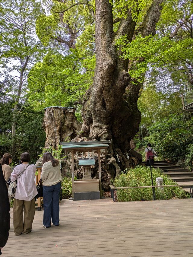 来宮神社に行って来ました｜写メ日記｜すみれ｜鶯谷 人妻デリヘル みやこ