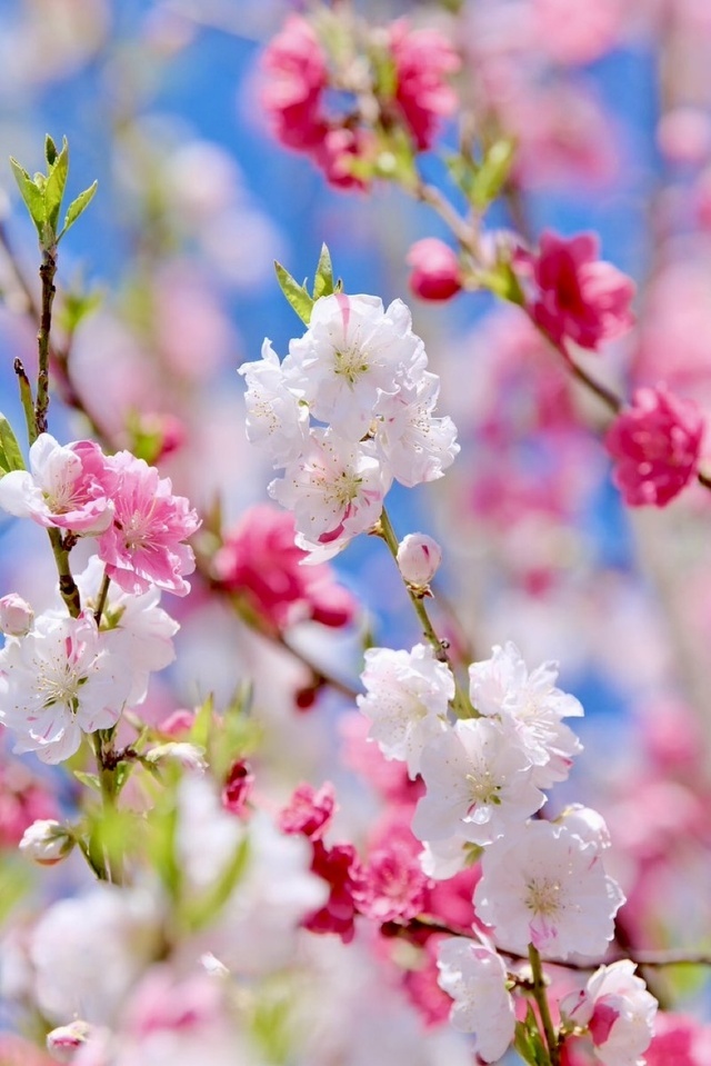 月曜日のおはようございます｜写メ日記｜りさこ｜鶯谷 人妻デリヘル みやこ