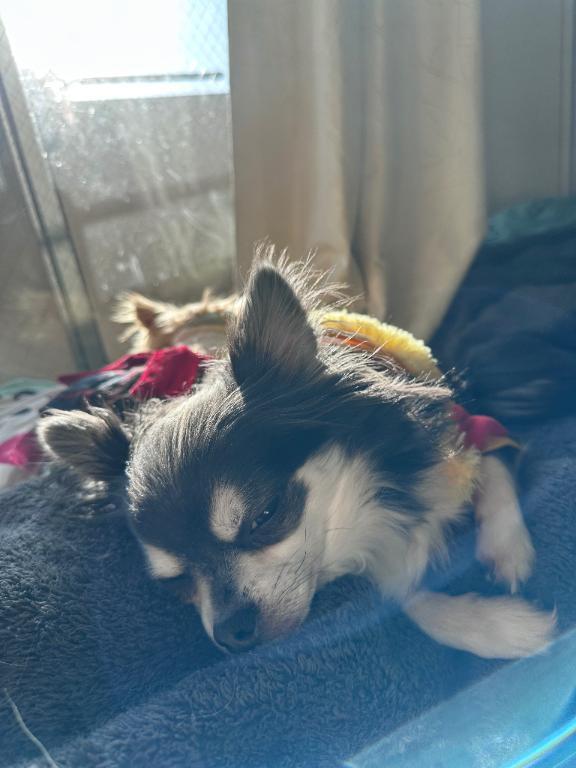 お休みです😭｜写メ日記｜とうふ【Kカップの絶対衝撃】｜新宿 一般デリヘル STELLA NEXT−ステラネクスト−