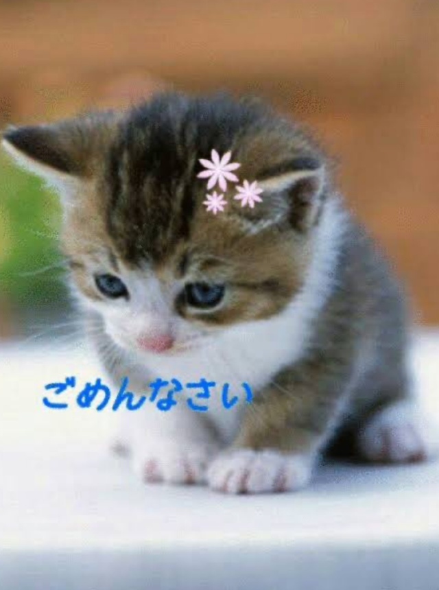 ごめんなさい｜写メ日記｜ななこ｜品川・五反田 人妻デリヘル 性腺熟女100％（デリヘル市場グループ）
