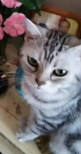 こんにちわ｜写メ日記｜ゆずか｜品川・五反田 人妻デリヘル 性腺熟女100％（デリヘル市場グループ）