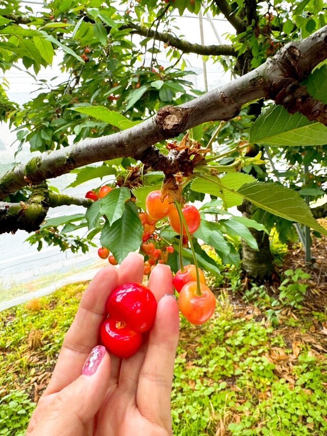 昨日のお礼です