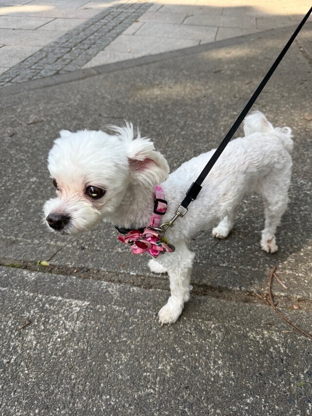 愛犬🐶のトリーミング｜写メ日記｜まいか｜品川・五反田 人妻デリヘル 性腺熟女100％（デリヘル市場グループ）