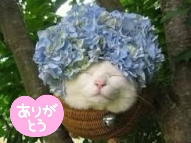 6月も…｜写メ日記｜くみこ｜品川・五反田 人妻デリヘル 性腺熟女100％（デリヘル市場グループ）