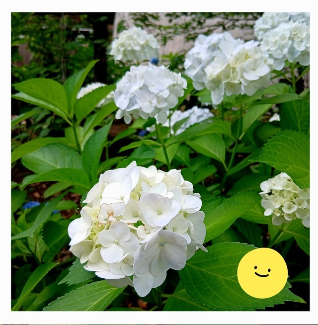 お礼です♡｜写メ日記｜しの｜品川・五反田 人妻デリヘル 性腺熟女100％（デリヘル市場グループ）