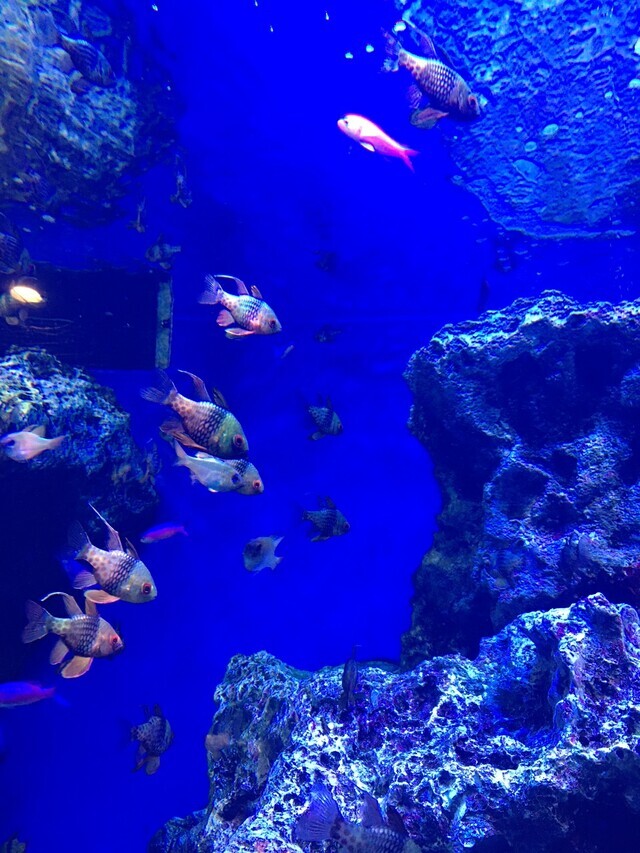 お休みの報告｜写メ日記｜りんか｜鶯谷 人妻デリヘル ふうりん～風鈴～