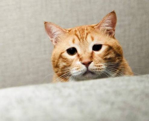 (＞人＜;)こまったにゃ｜写メ日記｜みか｜鶯谷 人妻デリヘル ふうりん～風鈴～