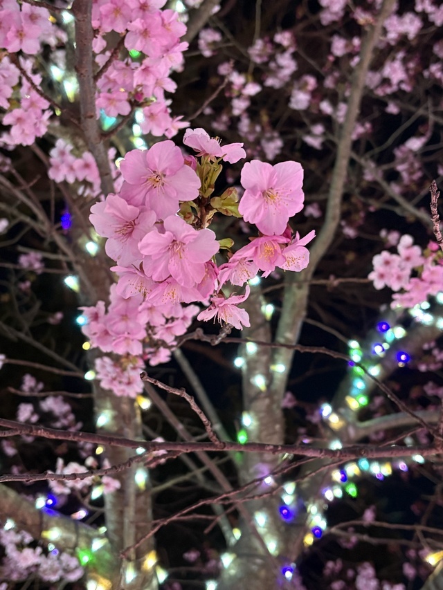 明日出勤です｜写メ日記｜ひろ｜鶯谷 人妻デリヘル ふうりん～風鈴～