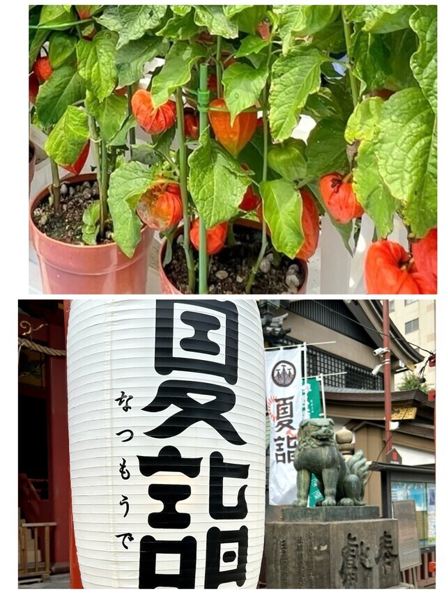 🎋夏詣🎋