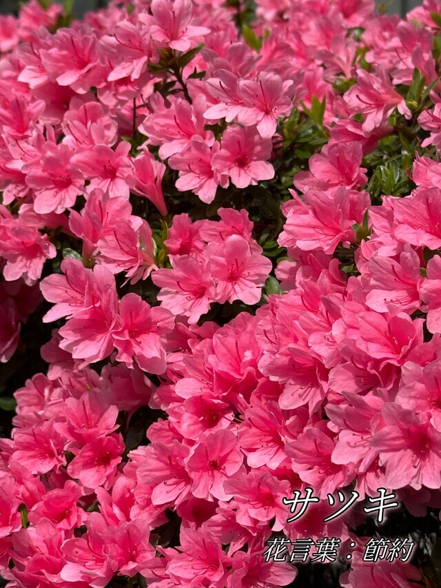 💠今週の出勤日💠｜写メ日記｜さやか｜鶯谷 人妻デリヘル ふうりん～風鈴～