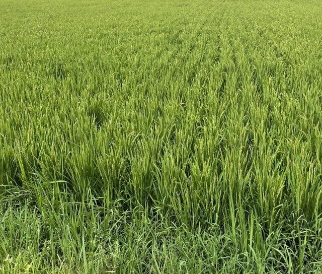 今年のお米🌾｜写メ日記｜みやび｜鶯谷 人妻デリヘル ふうりん～風鈴～