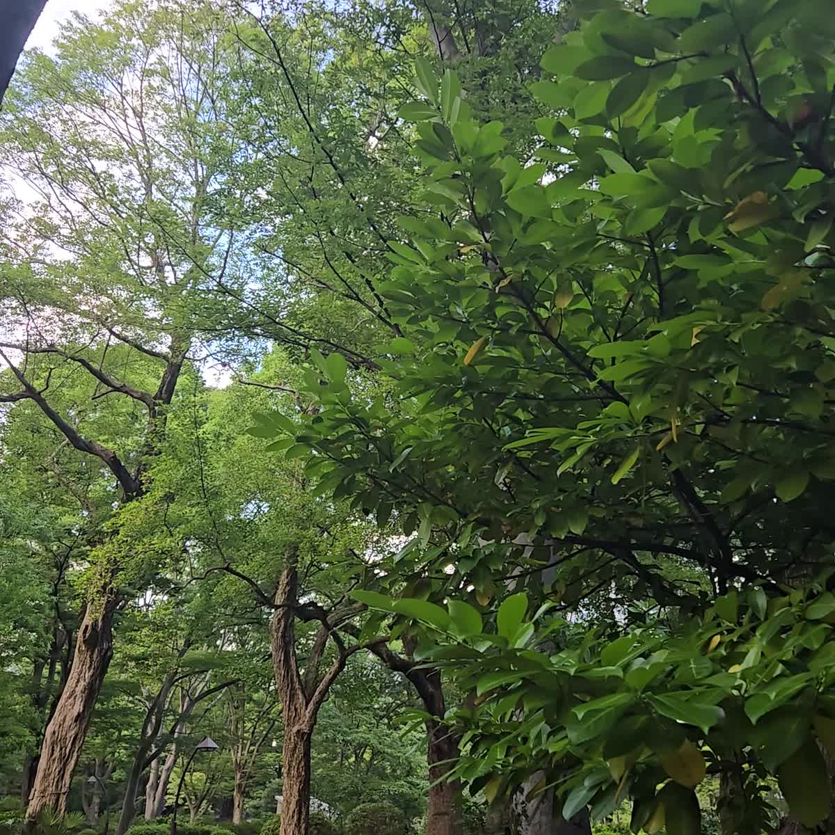 都会の中～🌠｜写メ日記｜ゆづき｜鶯谷 人妻デリヘル ふうりん～風鈴～