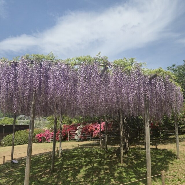 オフ日～✨｜写メ日記｜ゆづき｜鶯谷 人妻デリヘル ふうりん～風鈴～