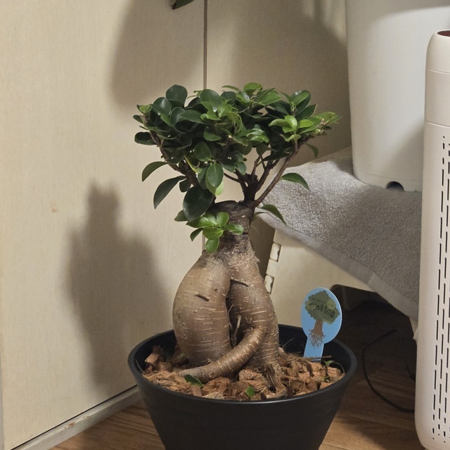 記念に～✨｜写メ日記｜ゆづき｜鶯谷 人妻デリヘル ふうりん～風鈴～