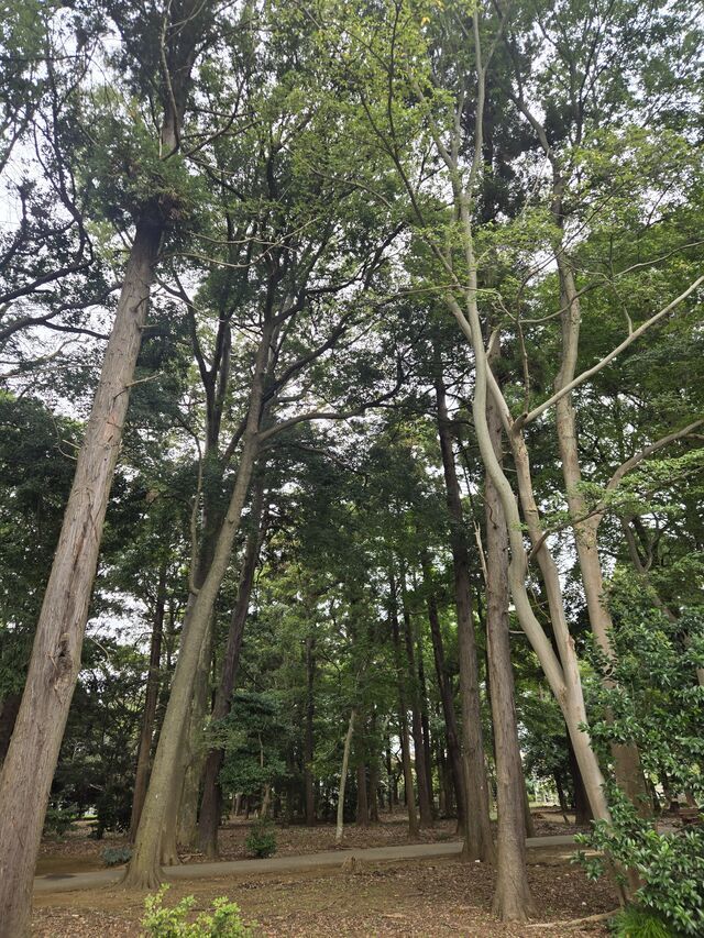 オフ日～✨｜写メ日記｜ゆづき｜鶯谷 人妻デリヘル ふうりん～風鈴～