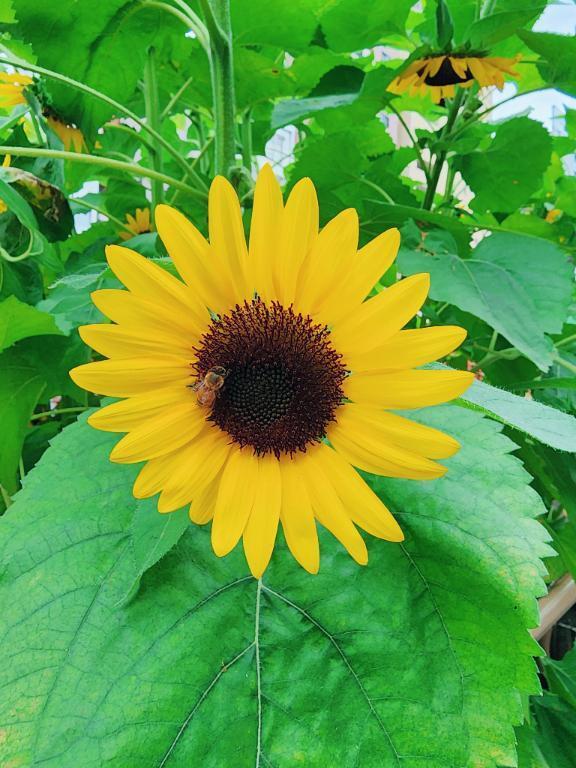 出勤しております｜写メ日記｜百瀬（ももせ）｜鶯谷 人妻デリヘル 素人妻専門店　ミセス・グランデ