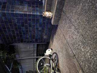 出勤しております♪｜写メ日記｜百瀬（ももせ）｜鶯谷 人妻デリヘル 素人妻専門店　ミセス・グランデ