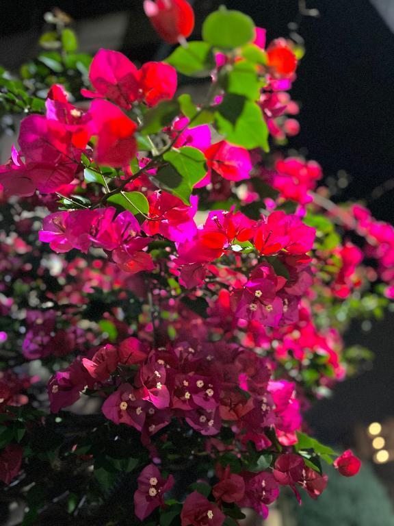 今宵も｜写メ日記｜桜井（さくらい）｜鶯谷 人妻デリヘル 素人妻専門店　ミセス・グランデ