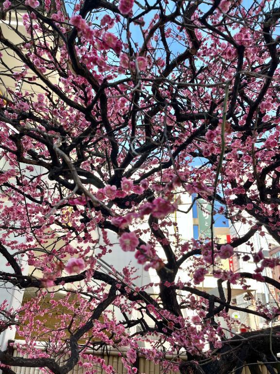 ３月スタート｜写メ日記｜桜井（さくらい）｜鶯谷 人妻デリヘル 素人妻専門店　ミセス・グランデ