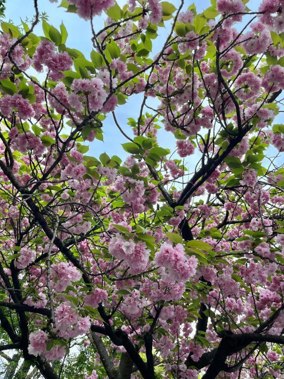 出勤します｜写メ日記｜桜井（さくらい）｜鶯谷 人妻デリヘル 素人妻専門店　ミセス・グランデ