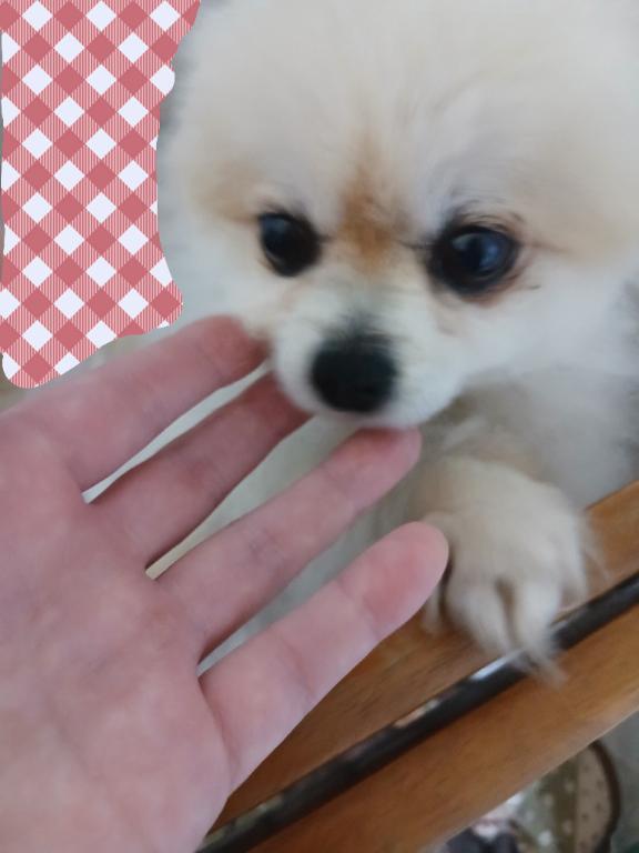 ありがとう🐶💕｜写メ日記｜小春（こはる）｜鶯谷 人妻デリヘル 素人妻専門店　ミセス・グランデ