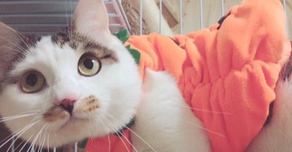 パンプキン🎃｜写メ日記｜沢田（さわだ）｜鶯谷 人妻デリヘル 素人妻専門店　ミセス・グランデ