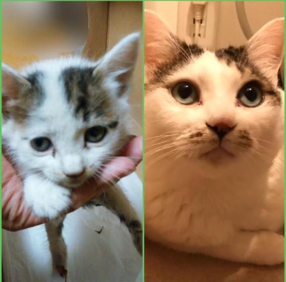 本日🐈️🐾｜写メ日記｜沢田（さわだ）｜鶯谷 人妻デリヘル 素人妻専門店　ミセス・グランデ