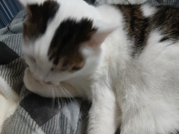 いますにゃ🐈️🐾｜写メ日記｜沢田（さわだ）｜鶯谷 人妻デリヘル 素人妻専門店　ミセス・グランデ