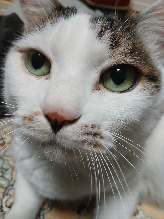 ぽかぽか☀️｜写メ日記｜沢田（さわだ）｜鶯谷 人妻デリヘル 素人妻専門店　ミセス・グランデ