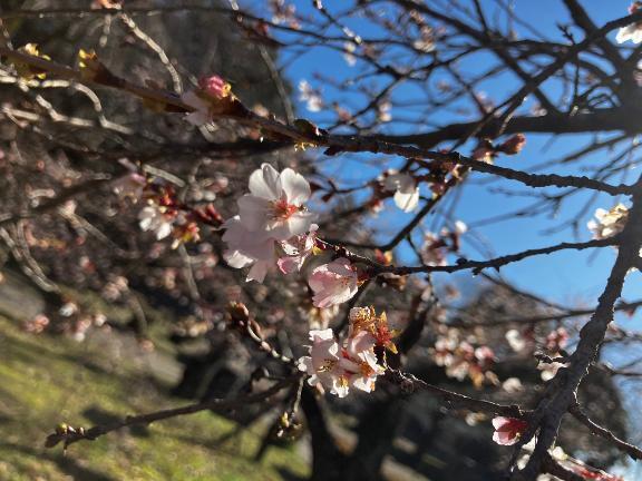 頑張れJR！｜写メ日記｜鈴木（すずき）｜鶯谷 人妻デリヘル 素人妻専門店　ミセス・グランデ