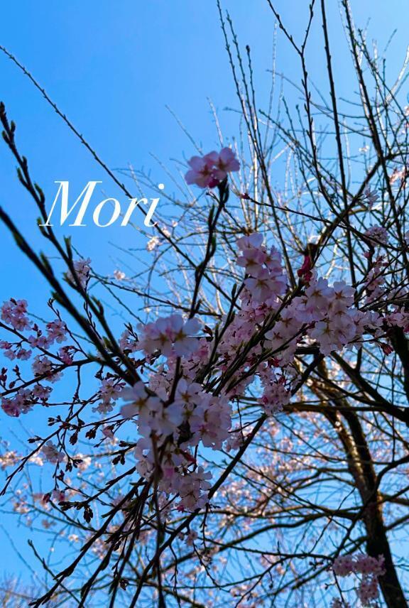 本日16時半から出勤いたします♡｜写メ日記｜森(もり)｜鶯谷 人妻デリヘル 素人妻専門店　ミセス・グランデ