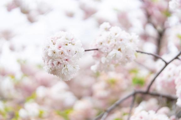 ありがとうございました🌸｜写メ日記｜香月めい｜新宿 出張エステ 大人のエッチなエステ
