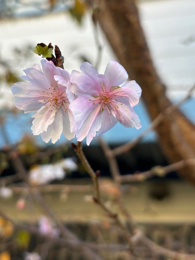 Eさん｜写メ日記｜大城こなつ｜新宿 出張エステ 大人のエッチなエステ