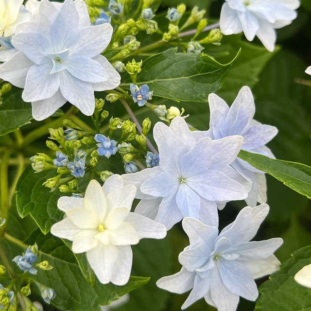 おはようございます｜写メ日記｜しょうこ｜鶯谷 人妻デリヘル 人妻花かんざし