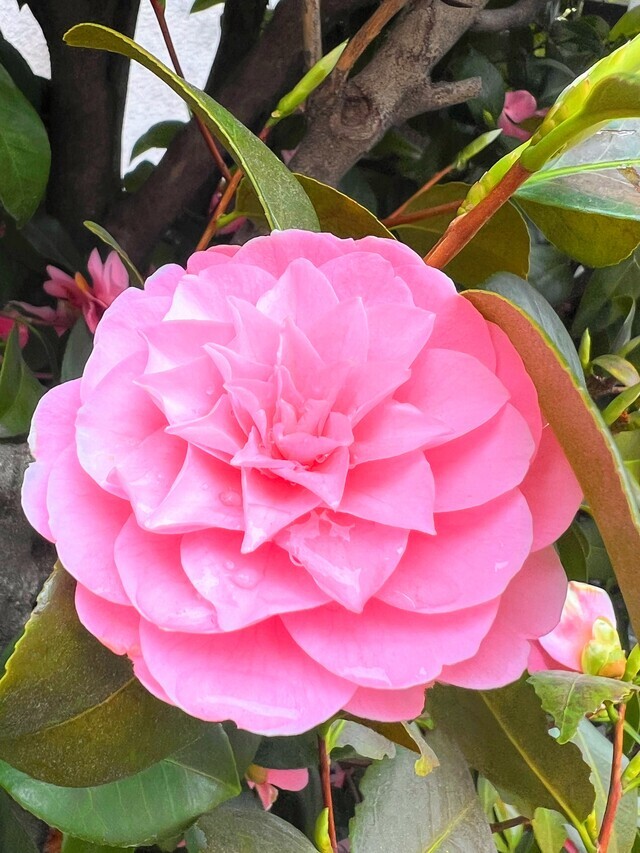 雨露｜写メ日記｜しょうこ｜鶯谷 人妻デリヘル 人妻花かんざし